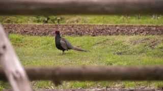 キジの夫婦 pair of japanese Pheasant