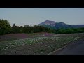 【4k hdr】saitama chichibu hitsujiyama park fixed point camera 羊山公園 芝桜 定点カメラ sony fx3