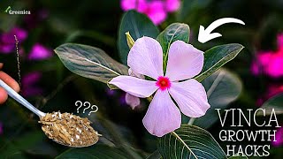 How to Get Maximum Flowers on VINCA Plant? (7-STEPS)