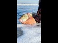 Big Tournament Barred Surf Perch