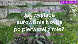 Jak wygląda laurowiśnia Novita po pierwszej zimie?