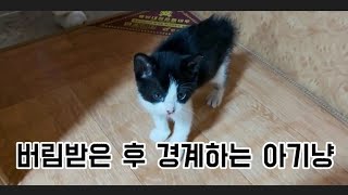 어미에게 버림받은 후 잔뜩 경계하는 아기냥 Kittens abandoned by mom cat