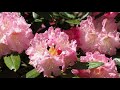 シャクナゲが満開の花みどり公園（その１）（om d e m5 mkⅡ）