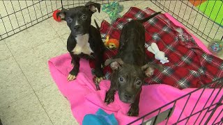 The harsh reality of 'backyard breeding': Toledo Humane Society staff explains