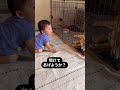 出してくれないと分かってる柴犬 shorts