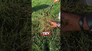 SIMPLE Method To CONTROL Poa Trivialis  #shorts