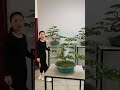 瓜子黄杨盆景 黄杨盆景 精品黄杨 黄杨的寓意不错吧！