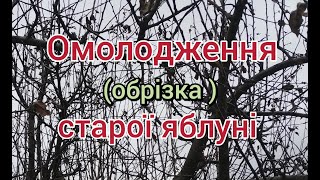 Омолодження (обрізка) старої яблуні