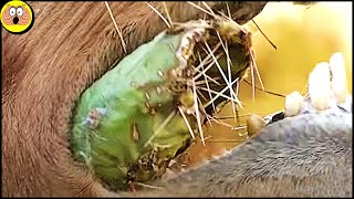 Kamelen vs. Cactus! Hoe Dieren Evolueerden om Dodelijk Voedsel te Kunnen Eten