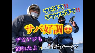 西宮ケーソンでデカアジにサバヒット！fishingmax武庫川店