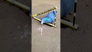 pigeon trap | bird trap | pora video #shorts #youtubeshorts #ytshorts