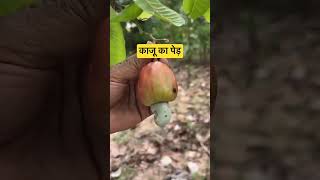 क्या आपने कभी काजू का पेड़ देखा है? cashew nut tree 🌲