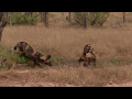 Walking with Wild Dogs in Mana Pools