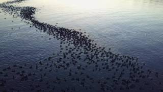 Coots on Lake Washington