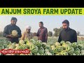 Anjum Saroya farm updates /Gobi di kattai, Khere di fasal da Hal ty Tomatar di paneri  da ki banya