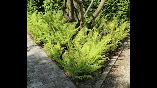 Polystichum setiferum Filigranfarn (E: the soft shield fern