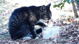 Cat drinks water by hand : 手で水を飲む猫