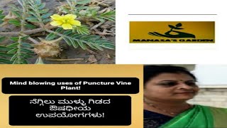 Medicinal uses of Puncture Vine plant | ನೆಗ್ಗಿಲುಮುಳ್ಳು ಗಿಡದ ಉಪಯೋಗಗಳು | Manasa's Garden | ಮಾನಸಾಳಕೈತೋಟ