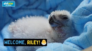 Philippine Eagle Foundation ipinakilala ang bagong hatchling na si Riley