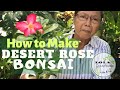 HOW TO MAKE DESERT ROSE (ADENIUM) BONSAI👵🏼❤️🌿| DETALYADONG PAGGAWA NG DESERT ROSE BONSAI | VLOG # 16