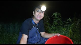 Huanong Brothers: It's too hot in the day. We come out at night, and catch some fish.