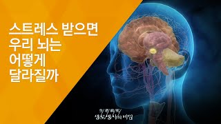 스트레스 받으면 우리 뇌는 어덯게 달라질까 - (2010.1.14_317회 방송)_행복한 삶을 위한 선택 제2편 - 즐거운 인생이 건강하다