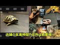 【ニシアフリカトカゲモドキ】またまた孵化しました‼