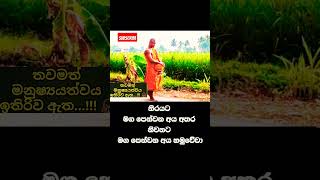 ඔබටත් මෙවැනි යහලුවන් සිටිනවද😯😇#shorts#subscribe#trending#shortsvideo#youtubeshorts#buddha#viral#love