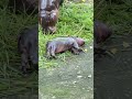 cool moo deng viral hippo in thailand zoo hippo babyhippo khaokheowzoo