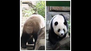 20231027 圓寶進出有自由 三度選擇掉回頭(早餐下) Giant Panda Yuan Bao