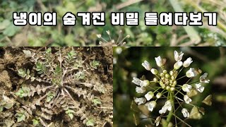 냉이의 숨겨진 비밀 들여다보기