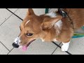 【ナンパする犬】早朝の駅でナンパするコーギー　ぷよぷよボディーなでなでokよ！　こぎちゅーばーコナン　conan s happy days