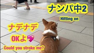 【ナンパする犬】早朝の駅でナンパするコーギー　ぷよぷよボディーなでなでOKよ！　こぎちゅーばーコナン　CONAN's HAPPY DAYs