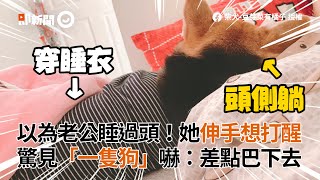 她以為老公睡過頭伸手想打醒　驚見「一隻狗」嚇喊：差點巴下去｜寵物動物｜睡覺｜柴犬｜看新聞