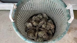 Oyster reefs' collapse and the rise of oyster farming in Wakulla County