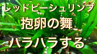 レッドビーシュリンプ　抱卵の舞ハラハラする