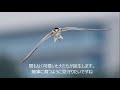 野鳥動画シリーズ　【浜辺のコアジサシ】