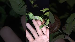 Giant millipede on a branch #videoshort #shorts