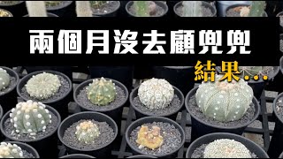 兩個月沒去溫室澆水顧植物，我以為他們會很開心