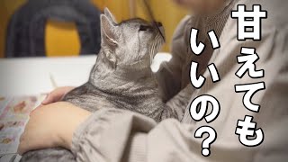 甘えることを忘れてしまった保護猫が再び甘えられるようになるまでの記録【保護猫・老猫】