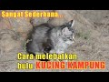 AMPUH CARA MELEBATKAN BULU KUCING KAMPUNG SUPAYA SEMAKIN MENGGEMASKAN