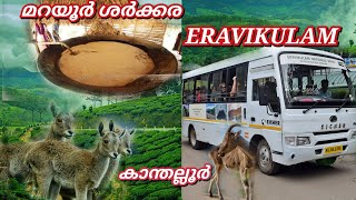 മറയൂർ കാന്തല്ലൂർ വഴി ഇരവി കുളത്തിലേക്ക് #munnar #marayur #kanthalloor #eravikulamnationalpark #farm