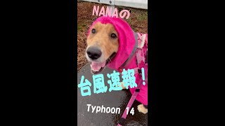 NANAの台風速報！Typhoon 14　golden retriever NANA　#shorts