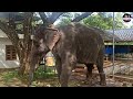 unexpected visit to kaveri elephant park puthenkulam kollam😍 elephantpark family