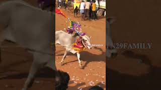 Kaalai Odum vegam - Denkanikottai Aathu festival  Jallikattu kalai video #jallikattu #tn29family