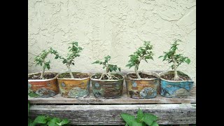 Pre Bonsai Parrot's Beak in Ice Cream Containers Summer Cut Backs