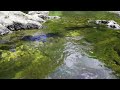 【癒しの空間 asmr】兵庫県 羽束川 夏の環境音 川のせせらぎ音 水の音 睡眠 瞑想 勉強 作業用 bgm リラックス ヒーリング 自然音 nature sounds