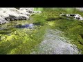 【癒しの空間 asmr】兵庫県 羽束川 夏の環境音 川のせせらぎ音 水の音 睡眠 瞑想 勉強 作業用 bgm リラックス ヒーリング 自然音 nature sounds