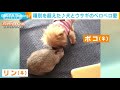 種を超えた愛にほっこり　犬がウサギをペロペロ 2020年9月25日