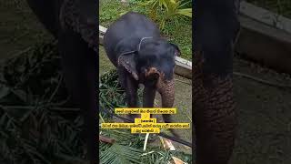 🇱🇰💕 😁  🐘 ලගටම ආපු අලි බබා  🐘🐘🐘🐘🐘🤔😉😉👍